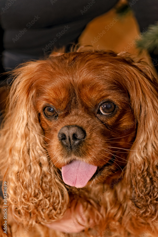 Cavalier King Charles Spaniel dog lets his tongue hang down
