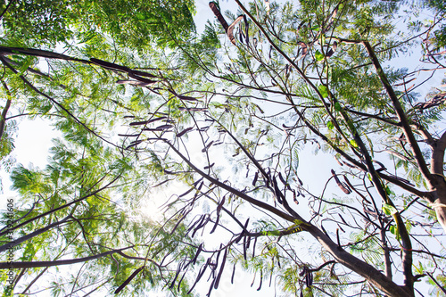 Large trees, many decades old, provide shade and habitat for animals, as well as help control the abundance of nature. photo