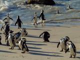 African penguin, black-footed penguin or jackass penguin (Spheniscus demersus). Cape Town. Western Cape. South Africa