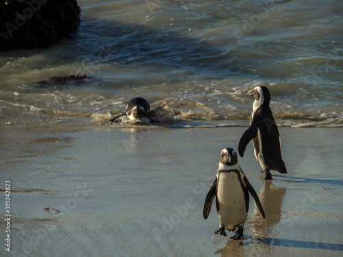 African penguin, black-footed penguin or jackass penguin (Spheniscus demersus). Cape Town. Western Cape. South Africa photo