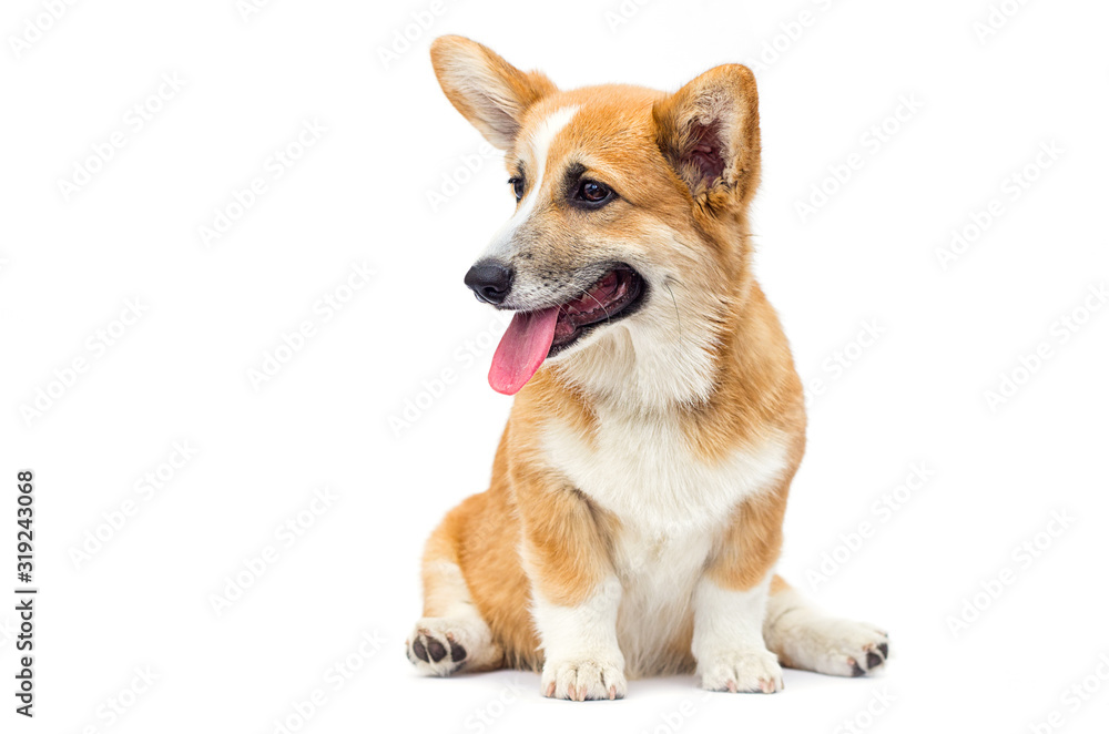 funny red welsh corgi puppy sitting and looking sideways on a white background