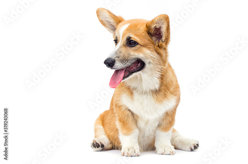 funny red welsh corgi puppy sitting and looking sideways on a white background