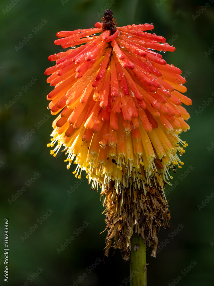 Red-hot poker or torch lily (Kniphofia sp.) flower. George. Garden Route. Western Cape. South Africa Red-hot poker or torch lily (Kniphofia sp.) flower. George. Garden Route. Western Cape. South Africa
