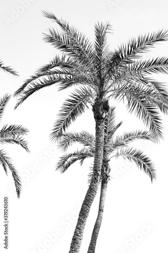 Palm Tree Black and White Graphic Resource Background © Jenna Hidinger Photo