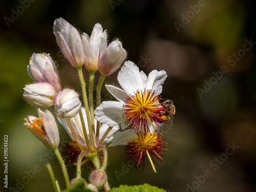 Honey bee on a  Cape stock rose  wild stock rose  African hemp or Cape hollyhock  Sparrmannia africana . George. Garden Route. Western Cape. South Africa