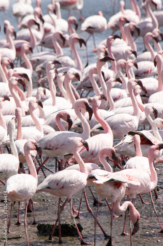 flamingo group is reflecting in the colorful salt lake, which is main attraction for tourists in the bolivien highland.