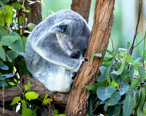 Photography koala in a tree