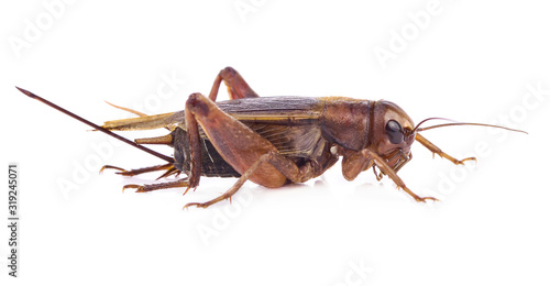 crickets isolated on white background.