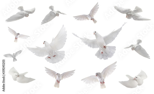 collage free flying white dove isolated on a white photo