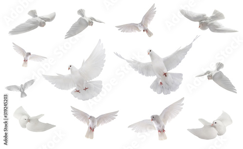 collage free flying white dove isolated on a white