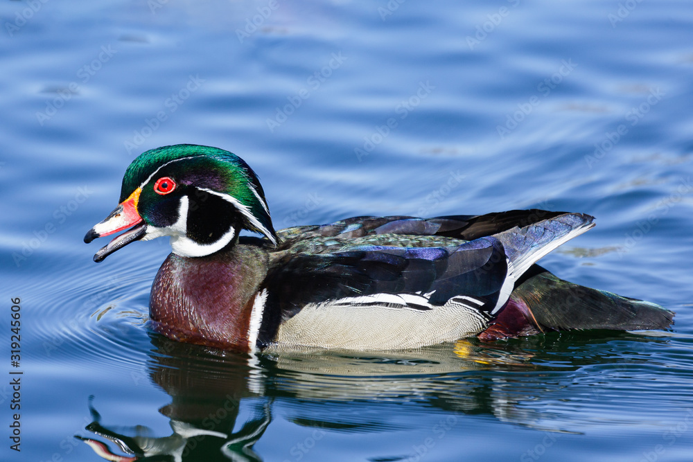 Obraz premium Waterfowl of Colorado. Colorful Wood Duck Floating in a Pond.