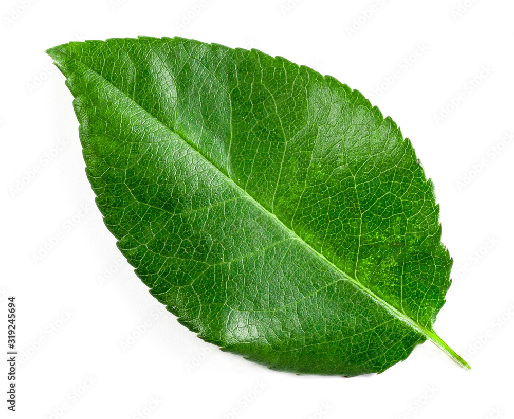 Obraz premium green leaf on a white background. top view