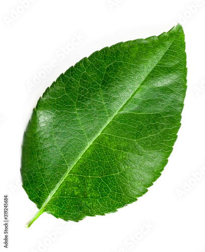 green leaf on a white background. top view