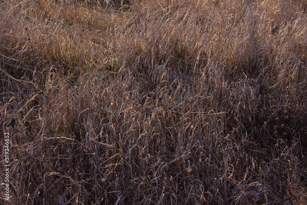 Fototapeta premium Blurry image of dry grass. Abstract nature texture background. Savannah, close up.