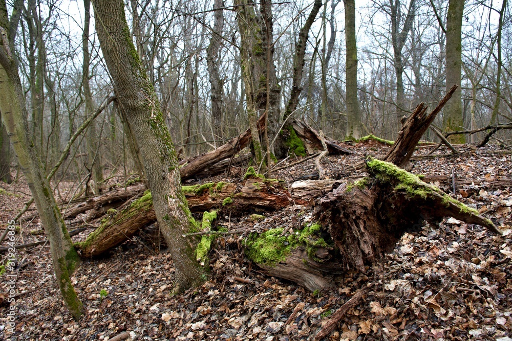 Danube forest in winter, Slovakia, Europe Danube forest in winter, Slovakia, Europe