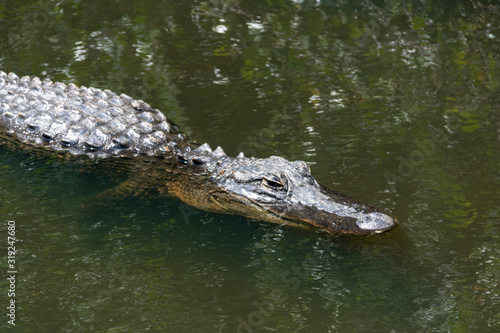 Alligator nageant