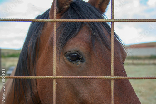 Caballo triste photo