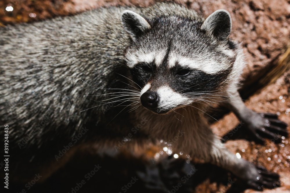 A curios raccoon in a stream