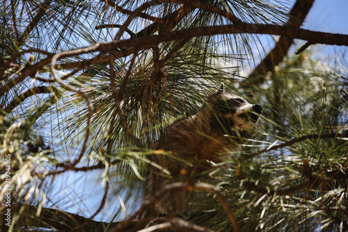 A raccoon in a tree