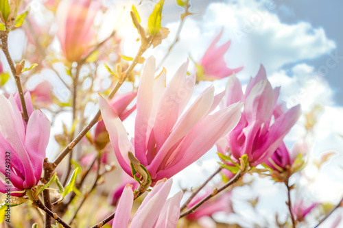 Magnolia tree flowers in front of sunny day sky with clouds. © Garmon