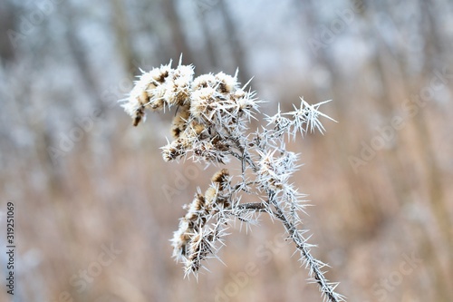 Close up of dry and frozen wild flower in winter forest, Slovakia,Europe © Tom