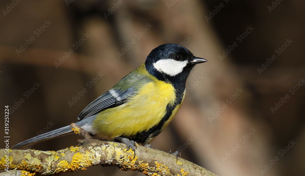 Fototapeta premium Great tit on branch background, Parus major