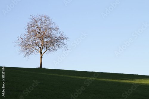 Single tree as a shilouette against a clear sky on a pasture in Odenwald Germany