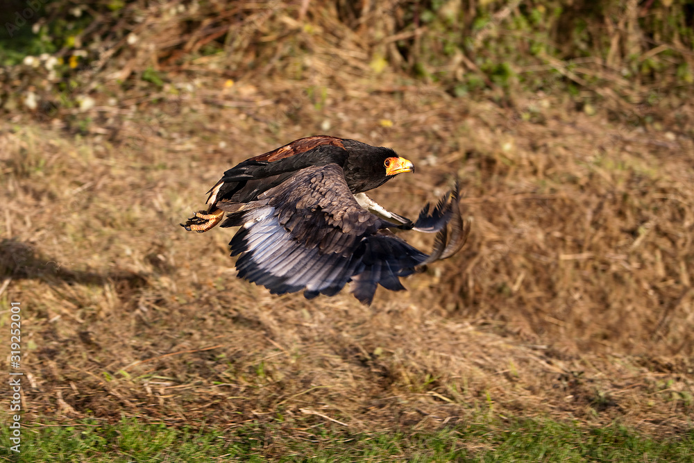 AIGLE BATELEUR terathopius ecaudatus AIGLE BATELEUR terathopius ecaudatus