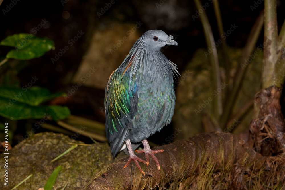 Obraz premium PIGEON DE NICOBAR caloenas nicobarica