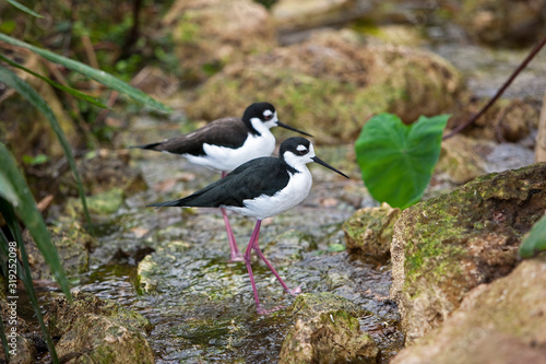 ECHASSE D'AMERIQUE himantopus mexicanus photo