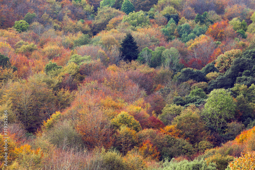 autumn landscape with trees