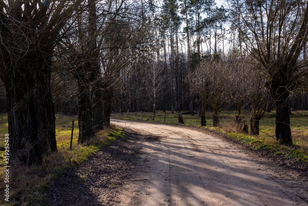  Ciepła zima 2020 na Podlasiu. Podlaskie wierzby. Ocieplenie klimatu