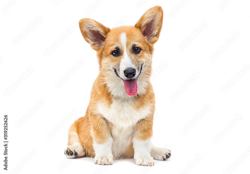funny red welsh corgi puppy sitting and looking up on a white background funny red welsh corgi puppy sitting and looking up on a white background