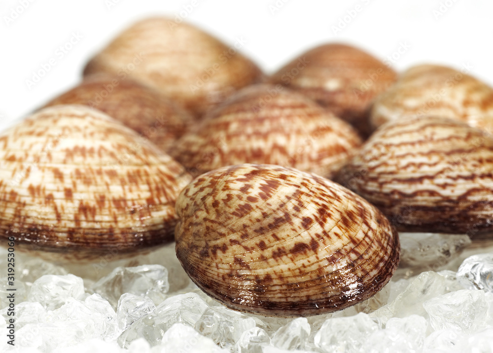 AMANDE DE MER glycymeris glycymeris AMANDE DE MER glycymeris glycymeris