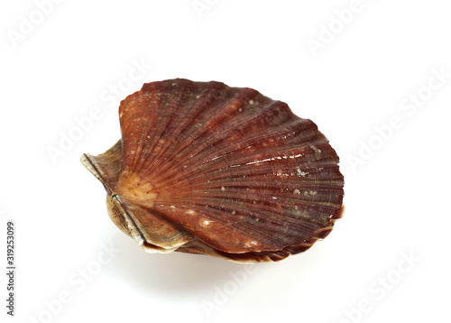 COQUILLE SAINT JACQUES