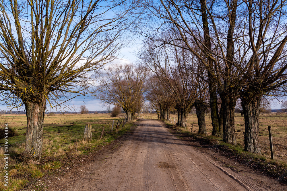  Ciepła zima 2020 na Podlasiu. Podlaskie wierzby. Ocieplenie klimatu