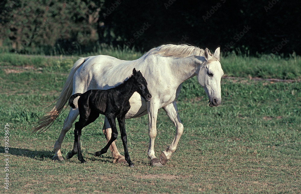 LIPIZZAN LIPIZZAN