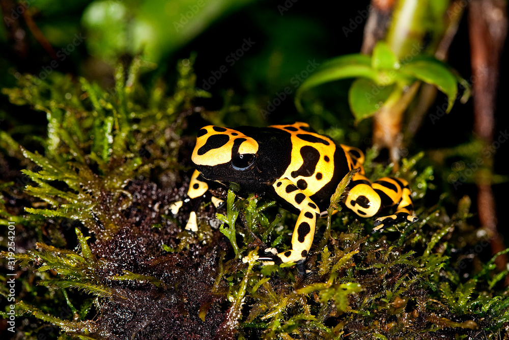 Fototapeta premium DENDROBATE JAUNE ET NOIR dendrobates leucomelas