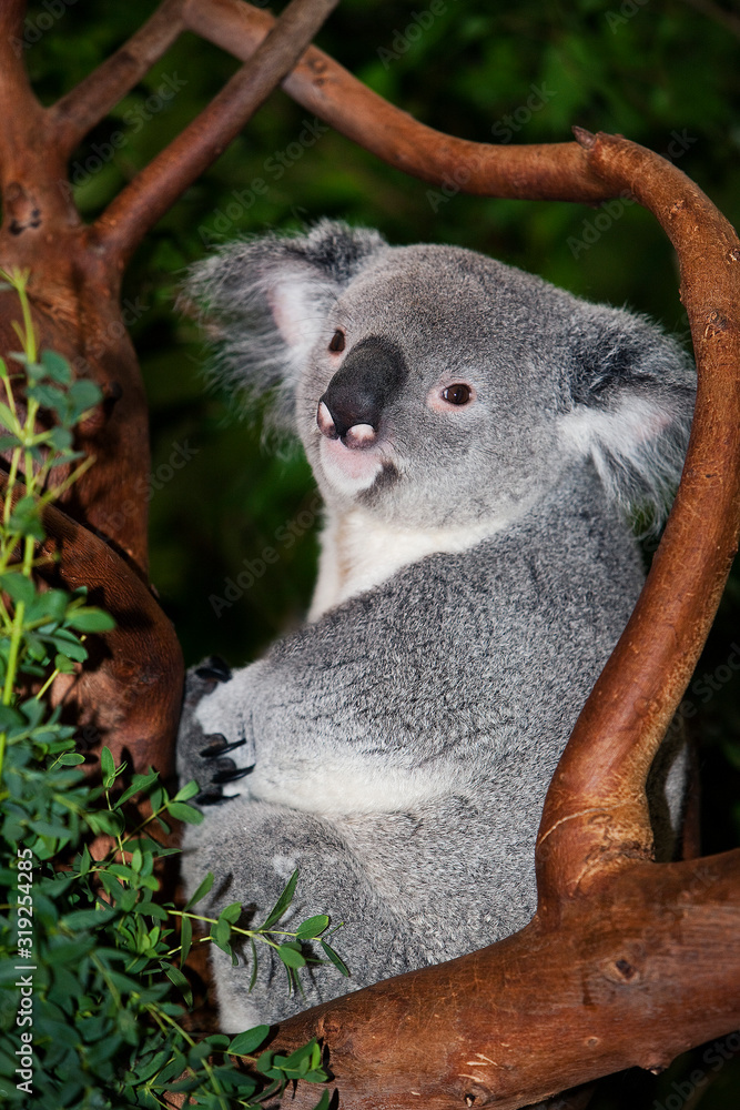 Fototapeta premium KOALA phascolarctos cinereus