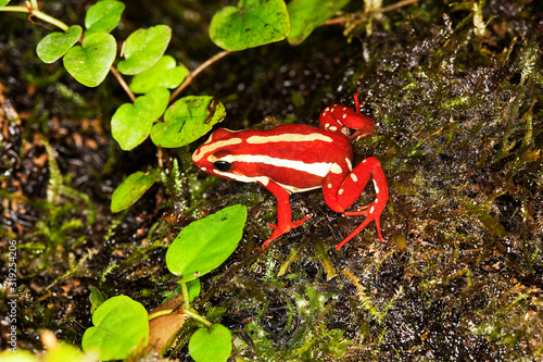 BABOUIN DOGUERA papio anubis photo