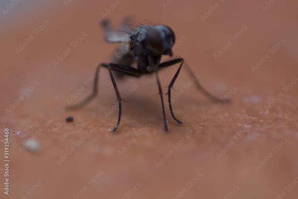 Fototapeta premium Fly