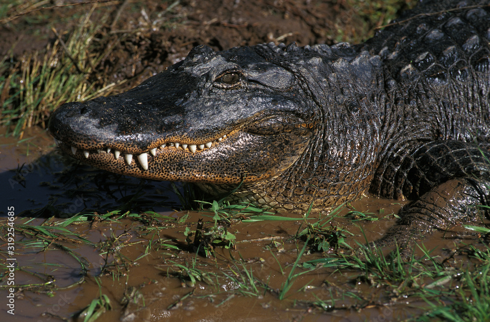 ALLIGATOR AMERICAIN alligator mississipiensis ALLIGATOR AMERICAIN alligator mississipiensis