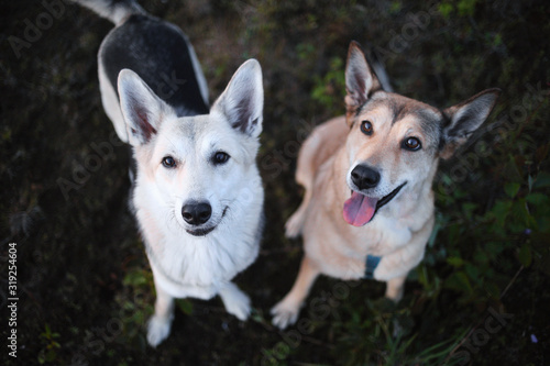 Attentive dogs standing together on green meadow