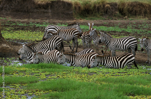 ZEBRE DE BURCHELL equus burchelli