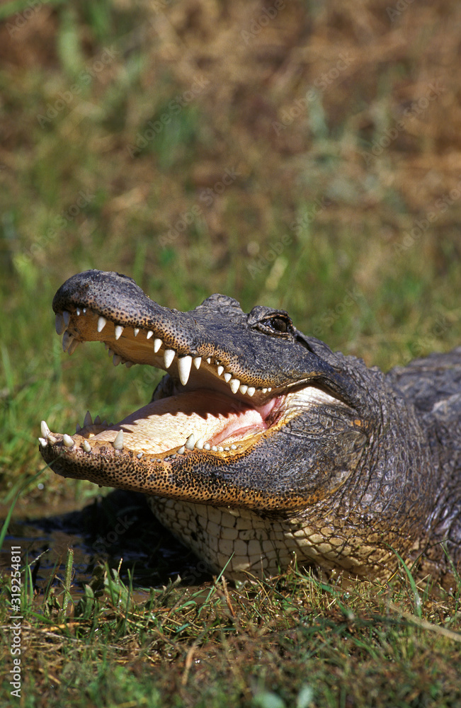 Fototapeta premium ALLIGATOR AMERICAIN alligator mississipiensis