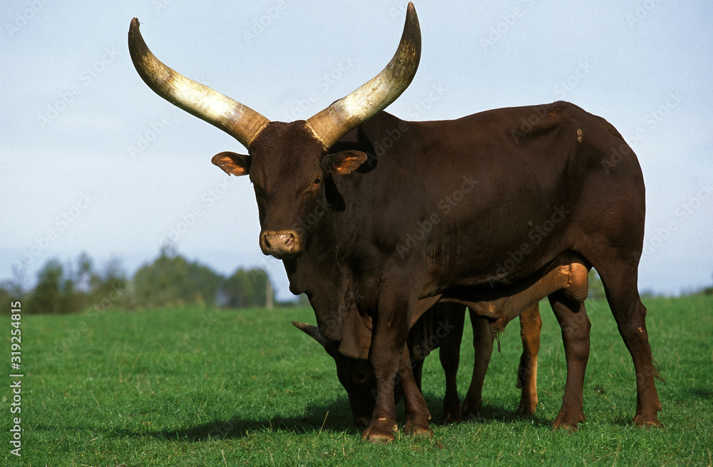 WATUSSI bos primigenius taurus WATUSSI bos primigenius taurus