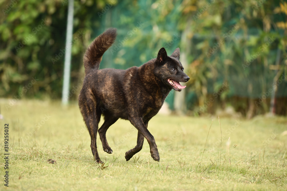 甲斐犬 甲斐犬