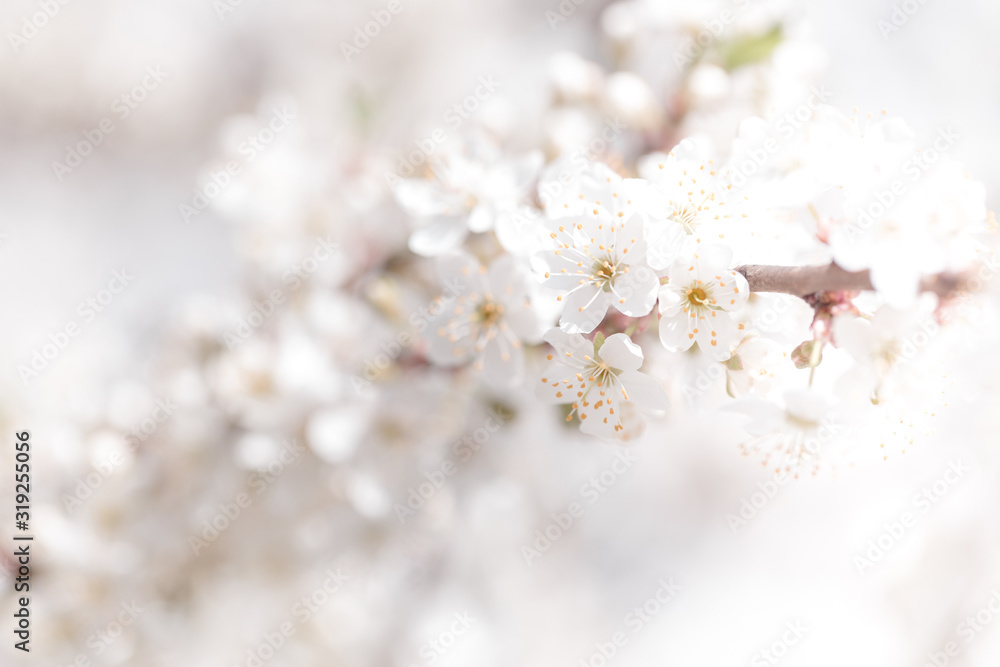 Cherry blossoms spring background. Branch of blooming tree with white flowers. Cherry blossoms spring background. Branch of blooming tree with white flowers.