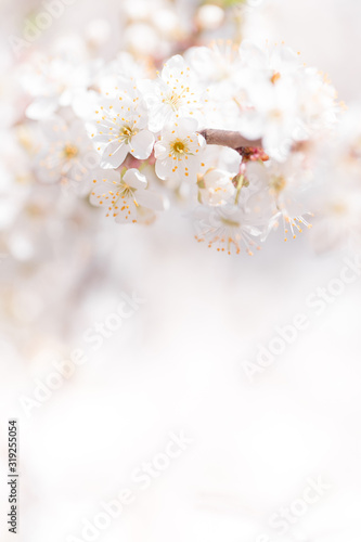 Cherry blossoms spring background. Branch of blooming tree with white flowers.