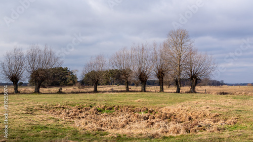 Fototapeta Naklejka Na Ścianę i Meble -   Ciepła zima 2020 na Podlasiu. Podlaskie wierzby. Ocieplenie klimatu